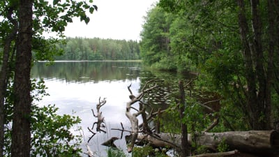 Sjö med lummig grönska vid stranden.