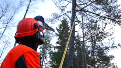 Skogsarbetare sågar ner gren med såg på teleskopskaft.