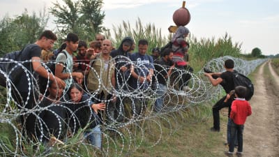 Syriska flyktingar försöker ta sig in till Ungern från Serbien.