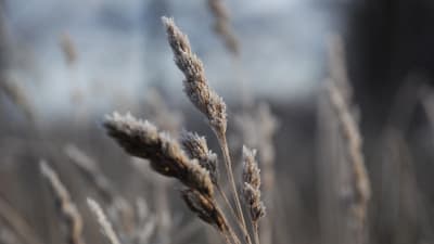 Frost, spannmål