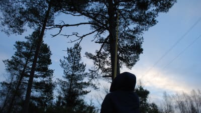 Skogsarbetare sågar ner gren med såg på teleskopskaft.