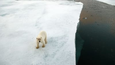 Isbjörn i Arktis.