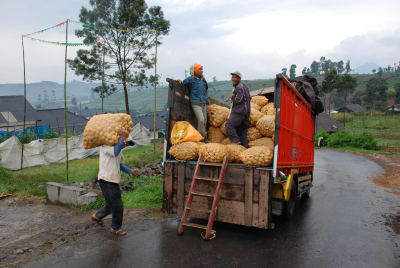 Män i Malaysien lastar en lastbil med frukter.