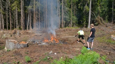 Två män bränner kvistar i skogen.