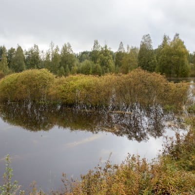 Vesi on noussut pellolle Ruonalla, Kuortaneella. Pajupuskat ovat peittyneet osittain veteen.