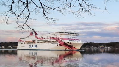 Silja Lines Baltic Princess, i sina vita, rosa och röda färger glider förbi Beckholmen i Åbo.  Trädgrenar utan löv hänger ner från ett träd på stranden där bilden tagits.
