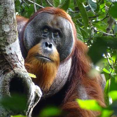 En orangutang.