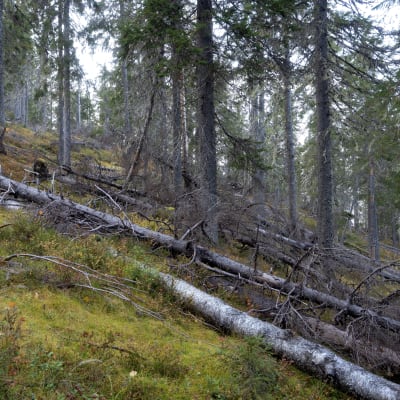 Vanhoja kuusia jyrkässä rinteessä, lisäksi useita kaatuneita ja lahoavia puita