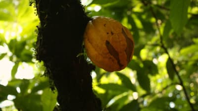 Kakaoböna i Panamadjungeln. 
