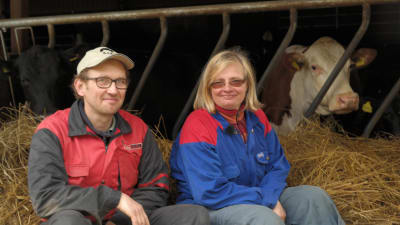 Mats Eriksson och Magdalena Ek sitter i en höstack med ett par kor i bakgrunden