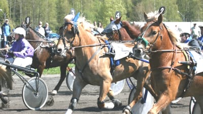 Hästar på Borgå trav