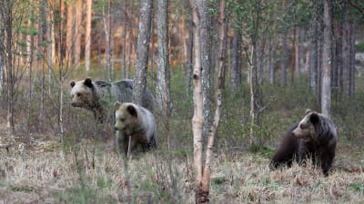 Björnfamilj i skogen