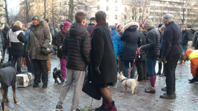 Människor och hundar vid djurens julfred utanför Mikaelskyrkan i Åbo