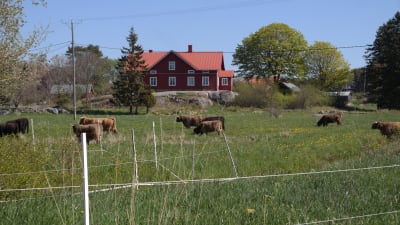 Lurviga kor på en äng på Nötö med ett gammalt hus i bakgrunden