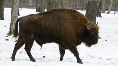 Den vilda visenten utrotades i början av 1900-talet. Visenterna i Białowieżaskogen är avkomma till tolv visenter som överlevde i fångenskap.