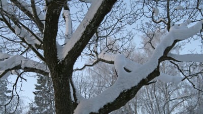 Snö