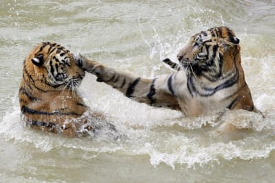 Tigers play together while swimming at the Xiongsen Bear and Tiger Mountain village, home to about 1,400 reserve tigers in Guilin, China, 24 August 2007.