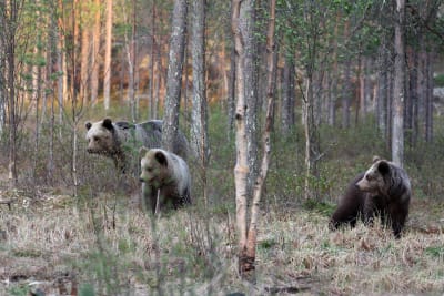 Björnfamilj i skogen