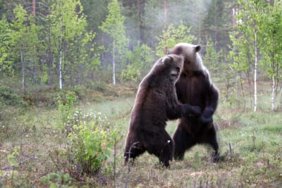 Brunbjörnar brottas