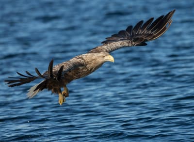 en havsörn som flyger över vattnet
