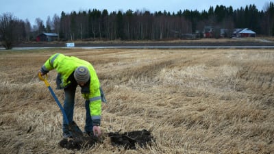 Christer Finne gräver för att kolla tjälen.
