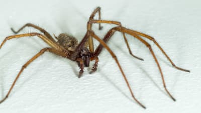 Stor, brun spindel med långa ben.