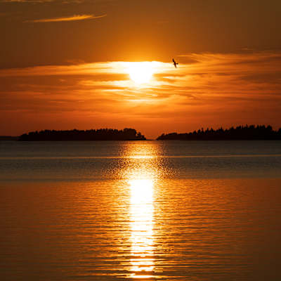 Lokki lentää auringonlaskussa merellä.