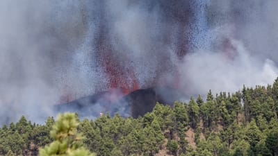 Lava sprutar ut över skog.