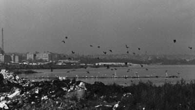 Gammalt svartvitt foto på Arabiastranden från 1970, sjöfåglar flyger över viken.