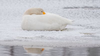 Laulujoutsen lepää jäällä.
