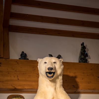 En uppstoppad isbjörn med öppen mun.