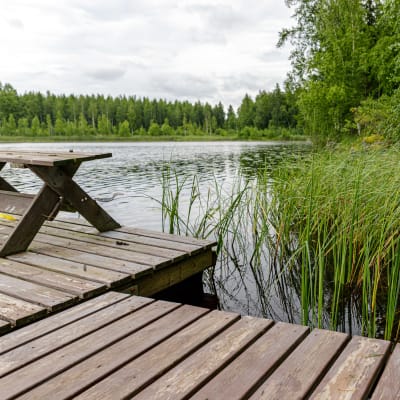 Laituri ja sen vieressä kasvavaa heinää Viitalammessa Palokassa.