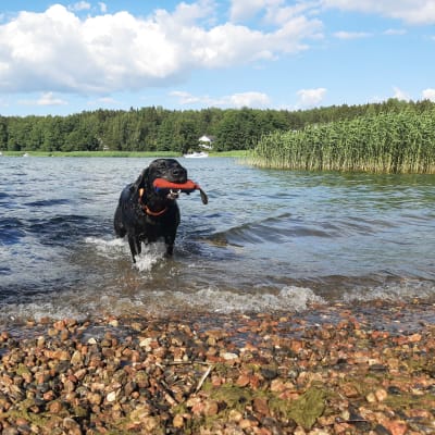 En svart hund kommer upp ur vattnet till en strand med en röd leksak i munnen.