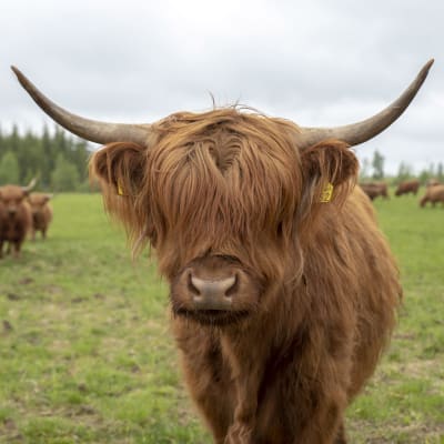 En ko av rasen highland cattle som har så mycket hår att det går över ögonen.