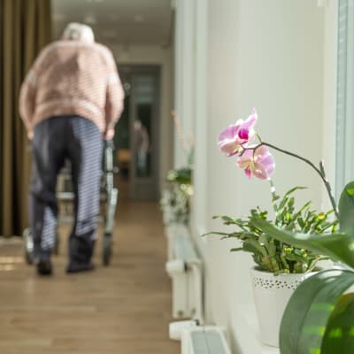 En äldre man har ryggen vänd mot kameran, går med rollator i korridor