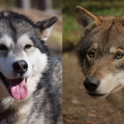 En bild av en hund och en bild av en varg bredvid varandra.