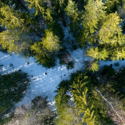 Ilmasta kuvattua metsää Kurun ja Ruoveden rajamailla lähellä Haukkamaata.
