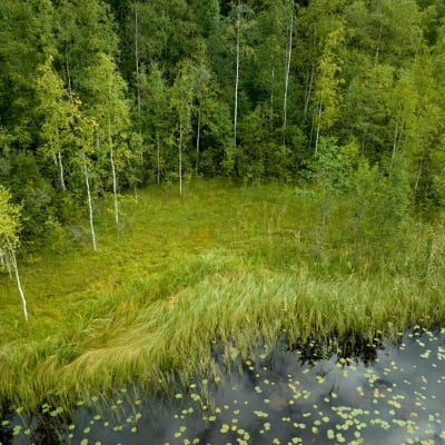 Oriveden Nuottajärvi.