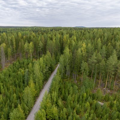 Metsää, hiekkatie ja pilvinen horisontti ilmakuvassa Pirkkalan ja Lempäälän suunnitellun ohitustien alueella.
