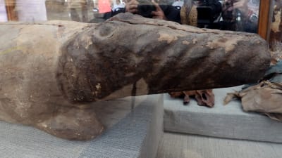 gammal träkrokodil som hittats i Egypten.