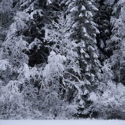 Luminen metsä.