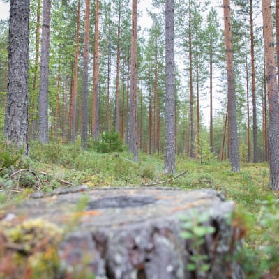 Mäntyvaltaista metsää, männyn kanto.