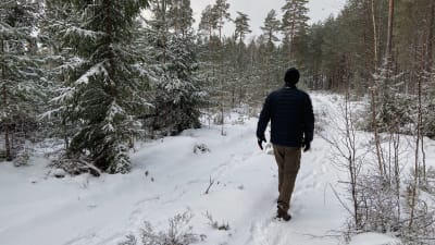 En man går omkring i snön på en skogsväg, på jakt efter vargspår.