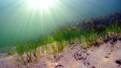 Ålgräs på havbotten i sand. Stenar också på botten. Solen lyser genom vattnet.