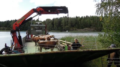 Tjurar åker i väg på en båt, bort från Älgsjölandet i Ingå skärgård.