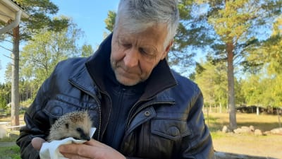 Markku Harju hoitaa siiliä