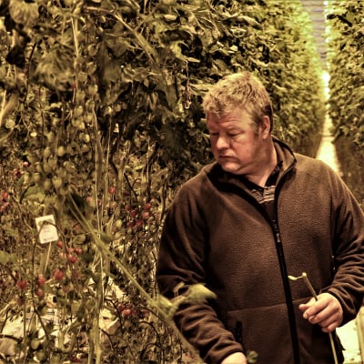 En man kontrollerar sina tomatplantor i ett växthus.