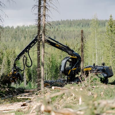Skogsmaskin jobbar med att lyfta stockar.