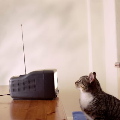 Foto från sidan på en gråsvart katt som tittar på en gammal liten tv med antenn. Man ser inte vad som syns på skärmen.