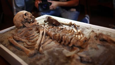 Ett skelett vars bröst har spetsats med ett stålrör vilket anses ha varit den bulgariska metoden att ta kål på vampyrer under medeltiden. 